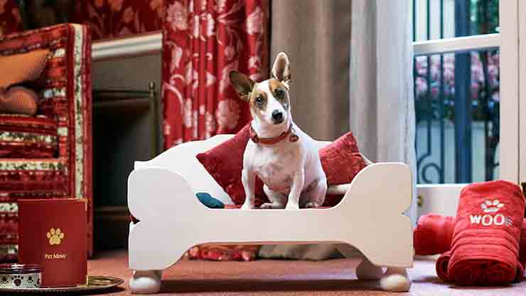 Doggy Afternoon Tea For One